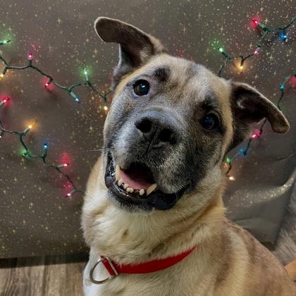 Doug, Adoptable, Adult Male Mastiff & German Shepherd Dog.