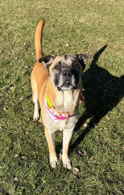 Doug, Adoptable, Adult Male Mastiff & German Shepherd Dog.