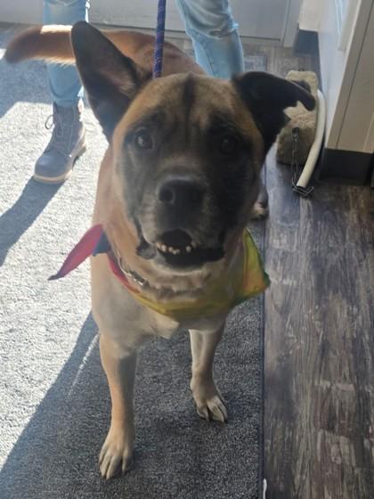 Enlarge Doug, a Adoptable mixed breed in Willmar, MN image 3/3