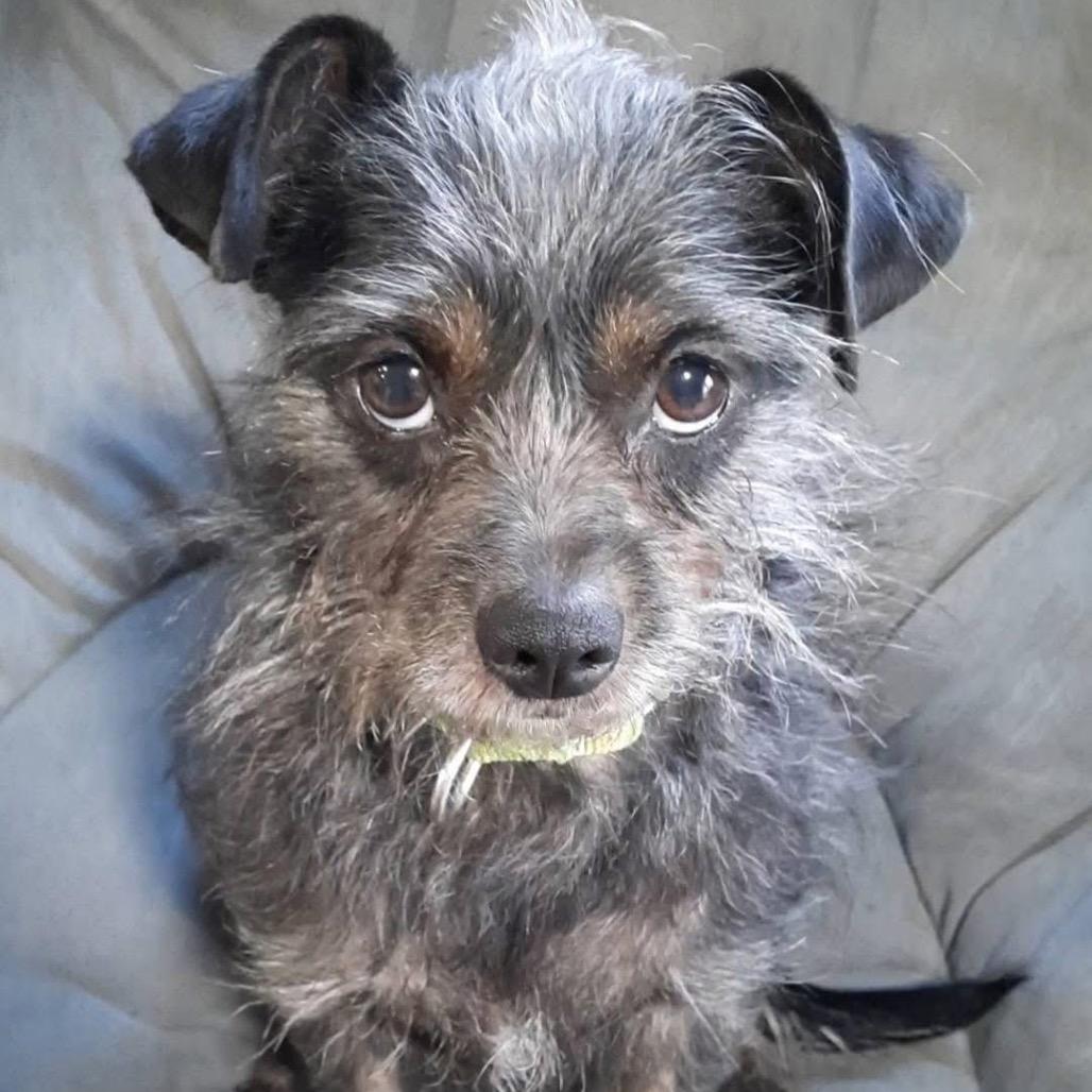 Coralee, a Adoptable mixed breed in Olathe, KS image 1/6