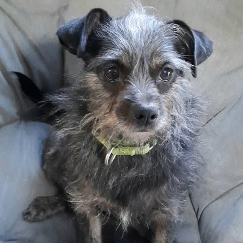 Coralee, a Adoptable mixed breed in Olathe, KS image 3/6