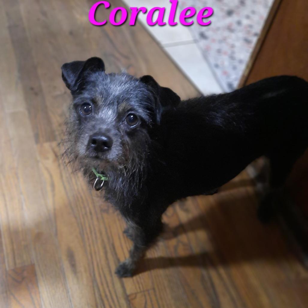 Coralee, a Adoptable mixed breed in Olathe, KS image 4/6