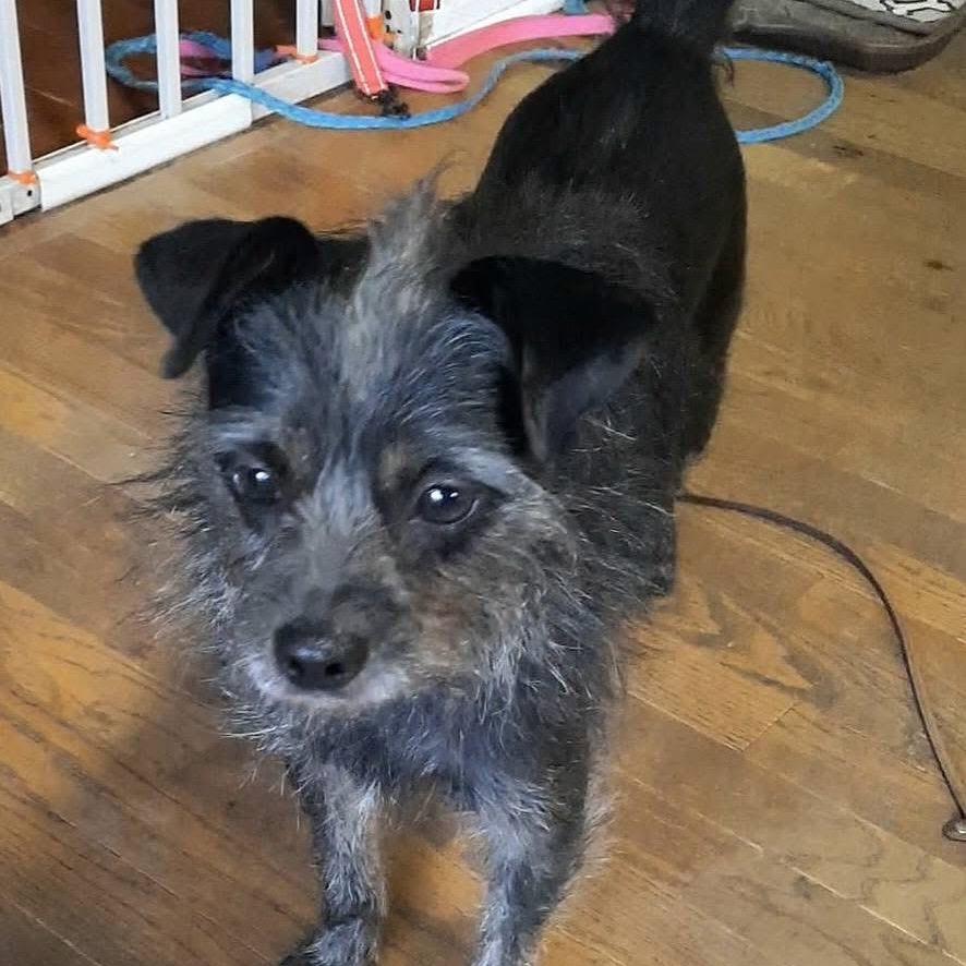 Coralee, a Adoptable mixed breed in Olathe, KS image 5/6