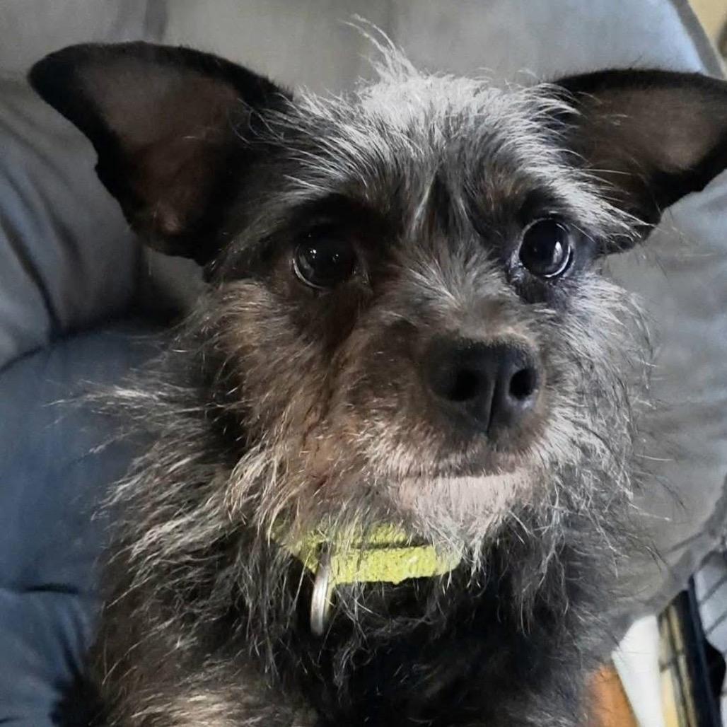 Coralee, a Adoptable mixed breed in Olathe, KS image 6/6