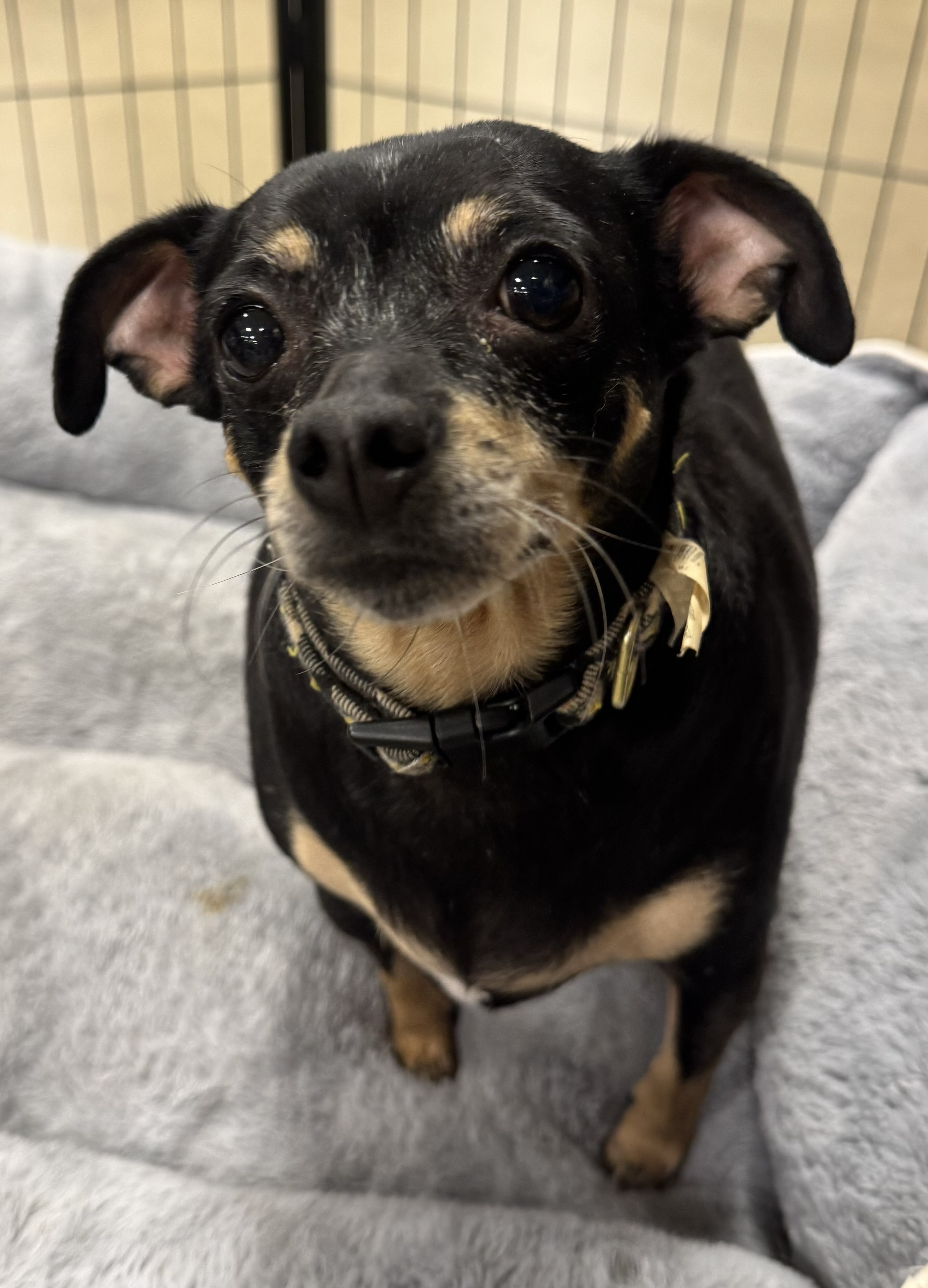 Enlarge Brownie, a Adoptable Chiweenie in warrenville, SC image 1/5