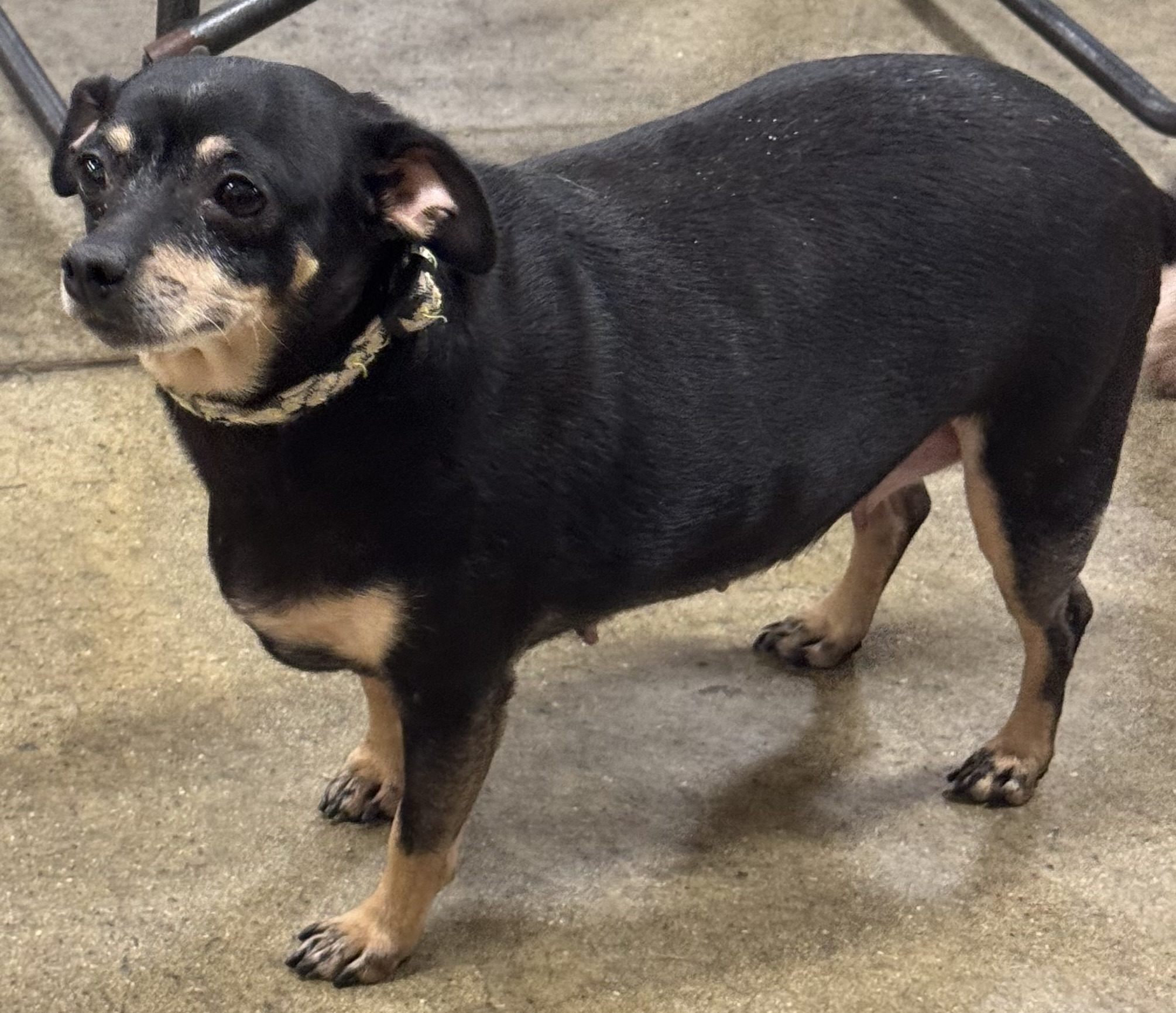 Enlarge Brownie, a Adoptable Chiweenie in warrenville, SC image 5/5