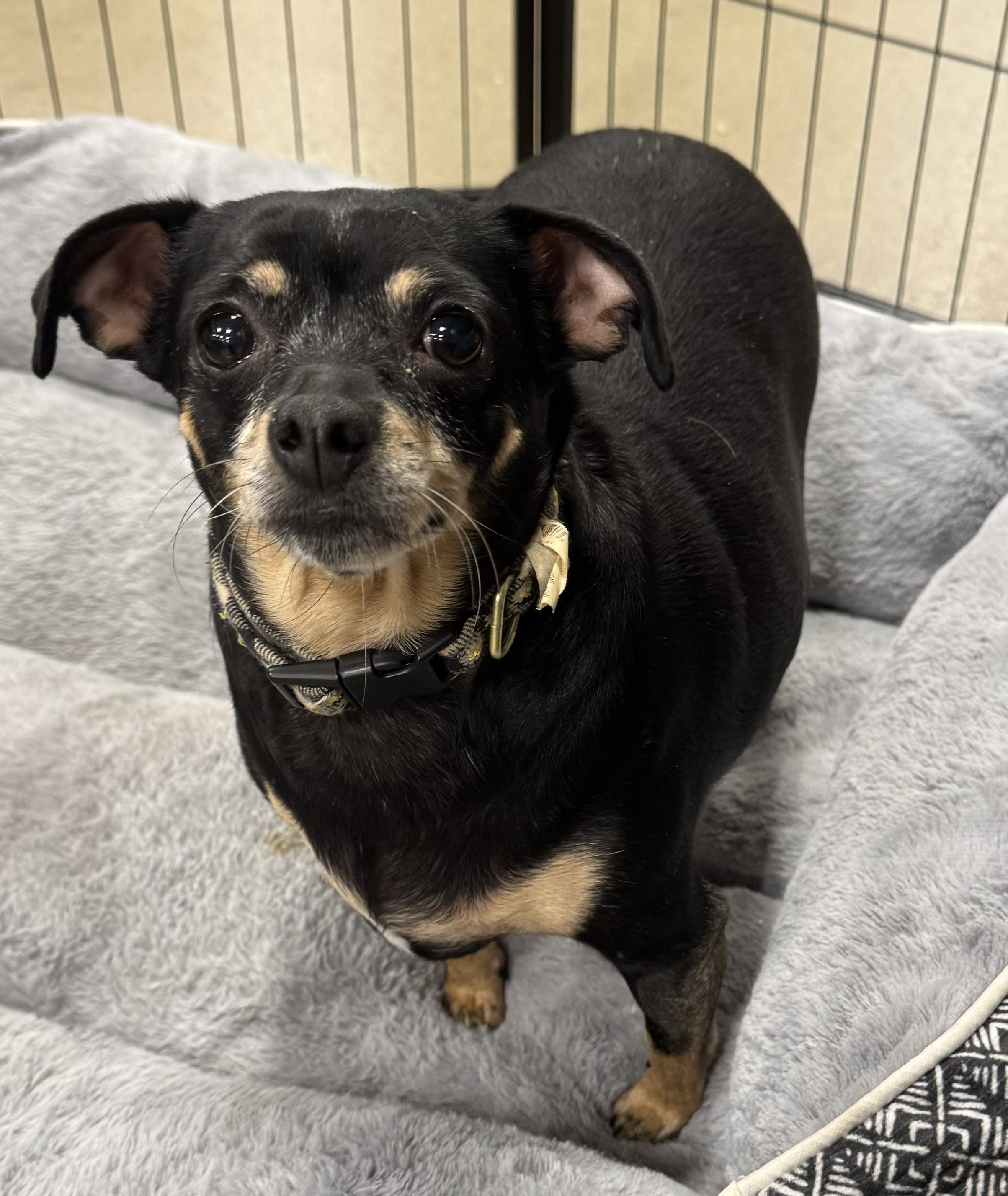 Enlarge Brownie, a Adoptable Chiweenie in warrenville, SC image 3/5