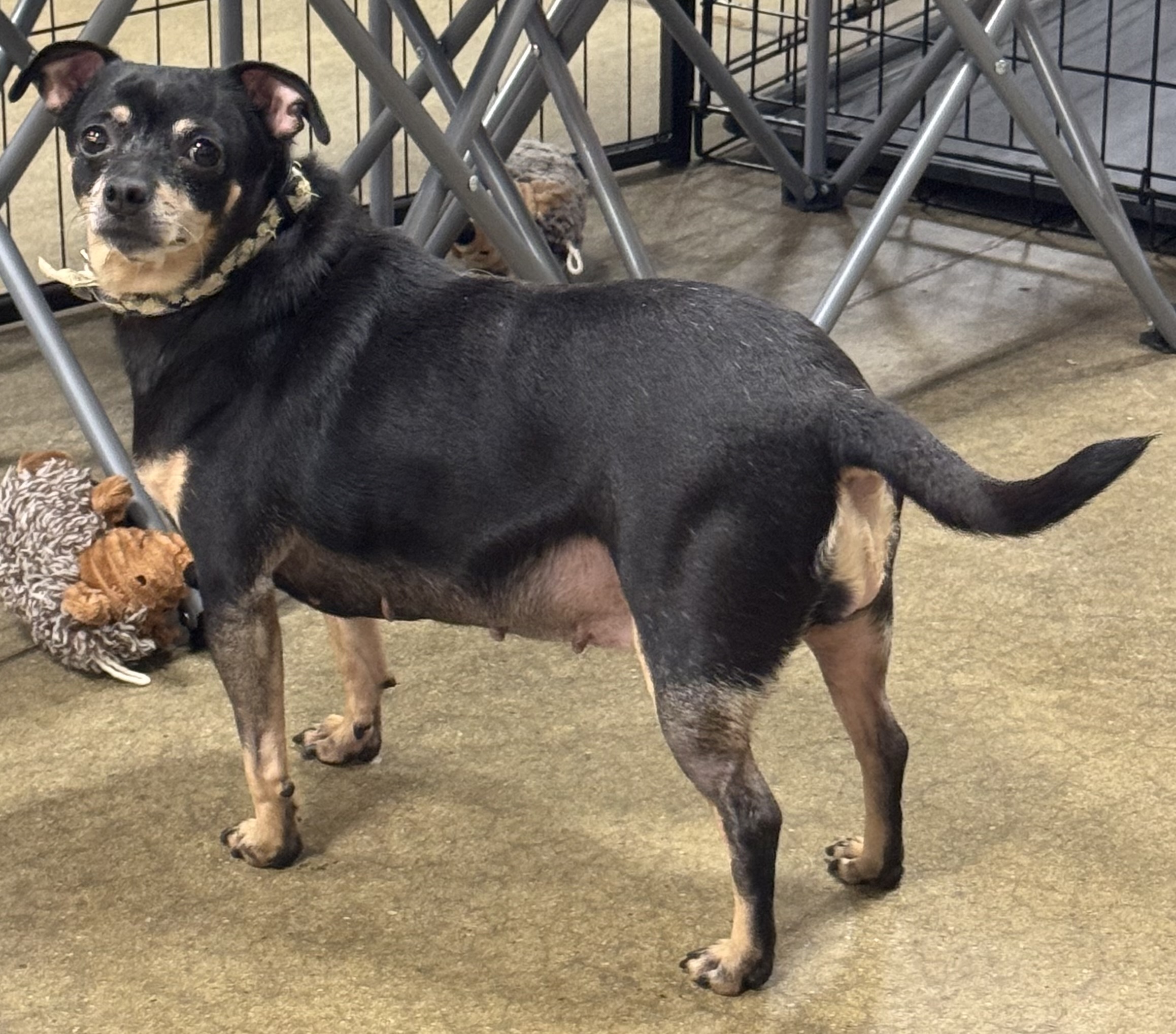 Enlarge Brownie, a Adoptable Chiweenie in warrenville, SC image 4/5