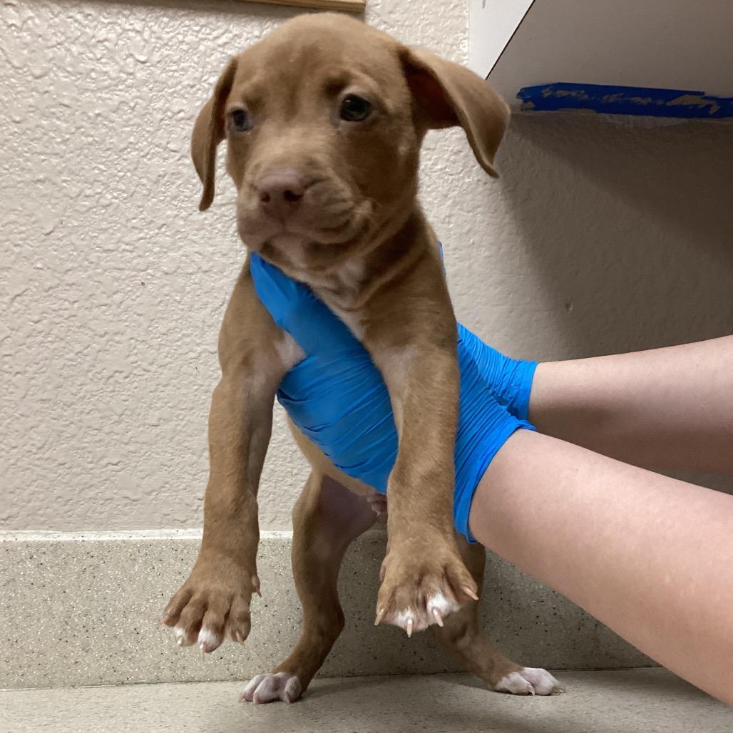 Enlarge Puppy 05/18/2026, a Adoptable mixed breed in Bullhead City, AZ image 1/1