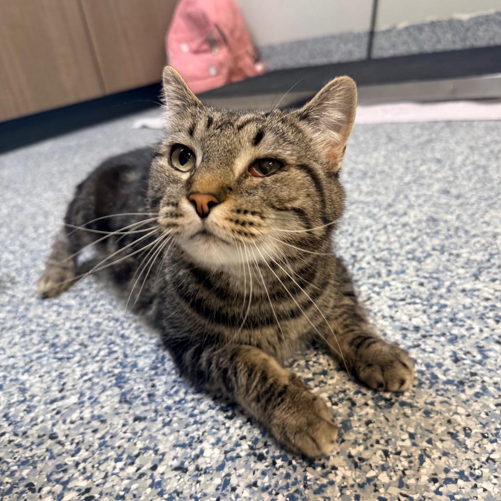 Ethel, Adoptable, Senior Female Domestic Short Hair.