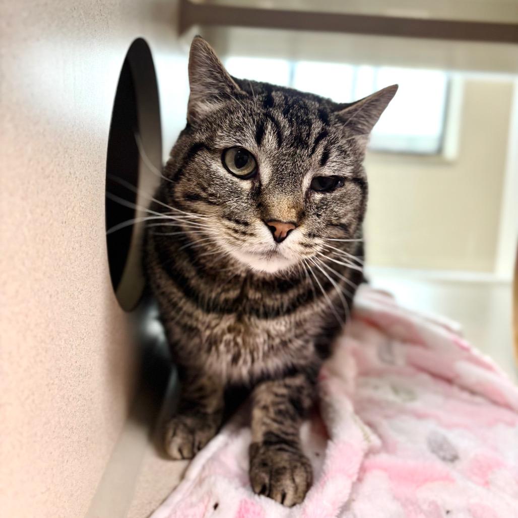 Ethel, a Adoptable Domestic Short Hair in Great Falls, MT image 2/2