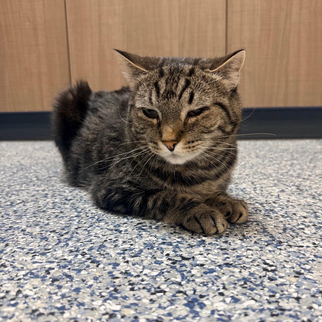 Enlarge Ethel, a Adoptable Domestic Short Hair in Great Falls, MT image 3/4