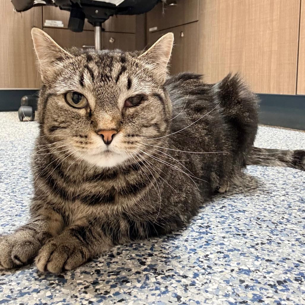 Enlarge Ethel, a Adoptable Domestic Short Hair in Great Falls, MT image 4/4