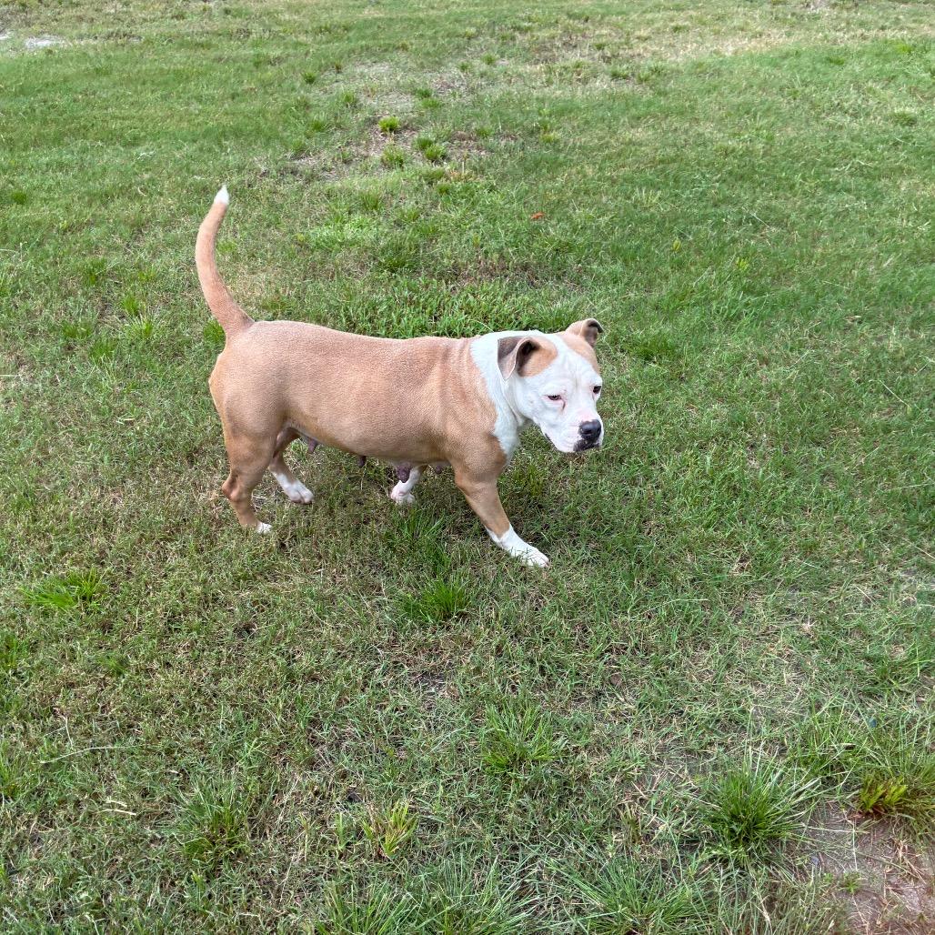 Mama, Adoptable, Adult Female American Bulldog & Mixed Breed.