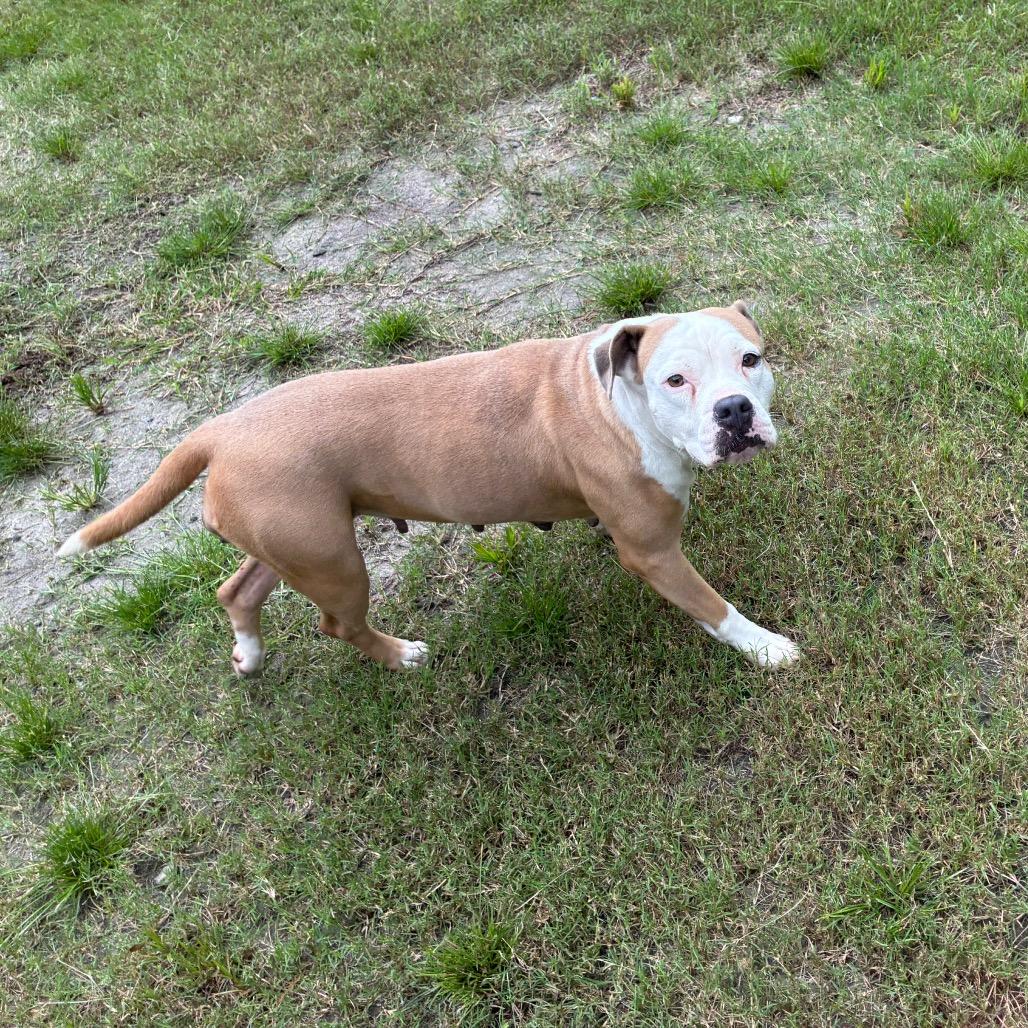 Enlarge Mama, a Adoptable mixed breed in Richmond Hill, GA image 2/6