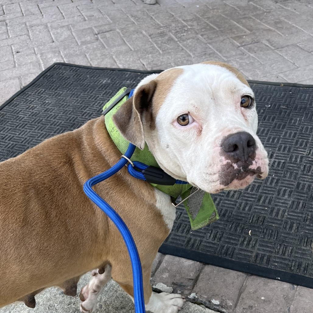 Mama, Adoptable, Adult Female Pit Bull Terrier.