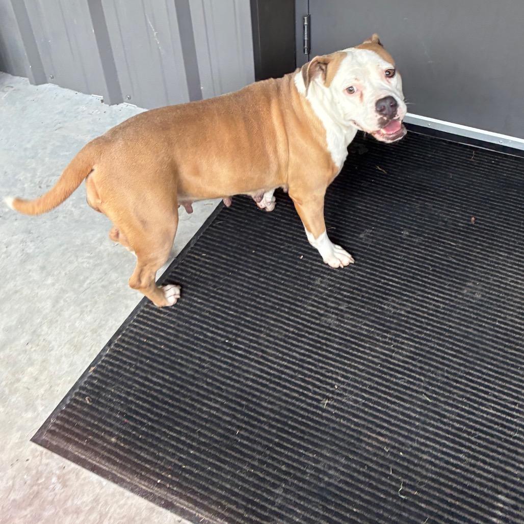 Enlarge Mama, a Adoptable mixed breed in Richmond Hill, GA image 5/6