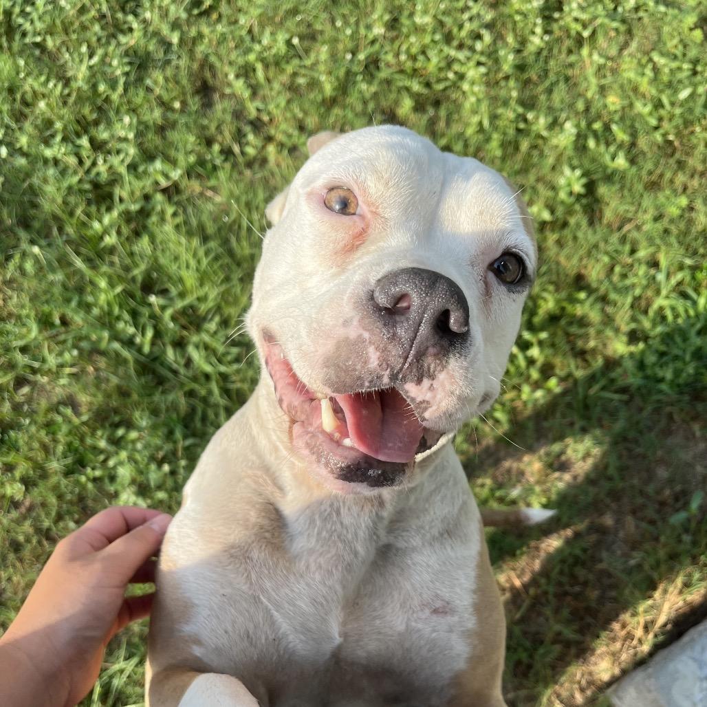 Enlarge Mama, a Adoptable Pit Bull Terrier in Richmond Hill, GA image 3/3
