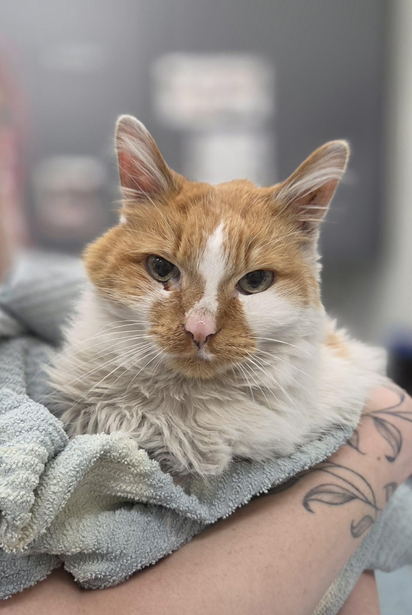 Enlarge Koi, an adopted Domestic Long Hair in Medford, OR image 1/1