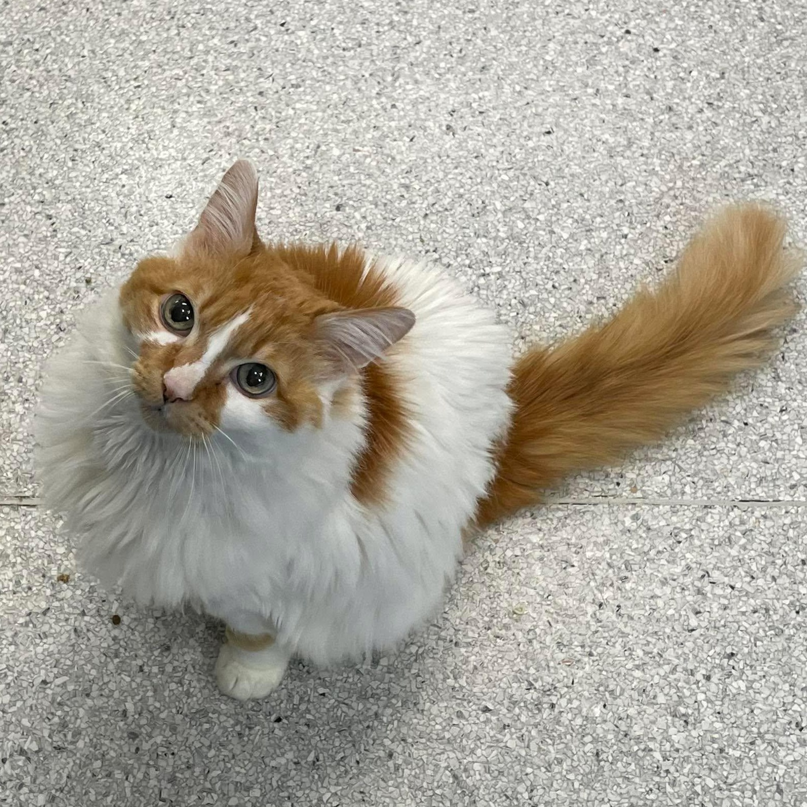 Enlarge Koi, an adoptable Domestic Long Hair in Medford, OR image 1/2