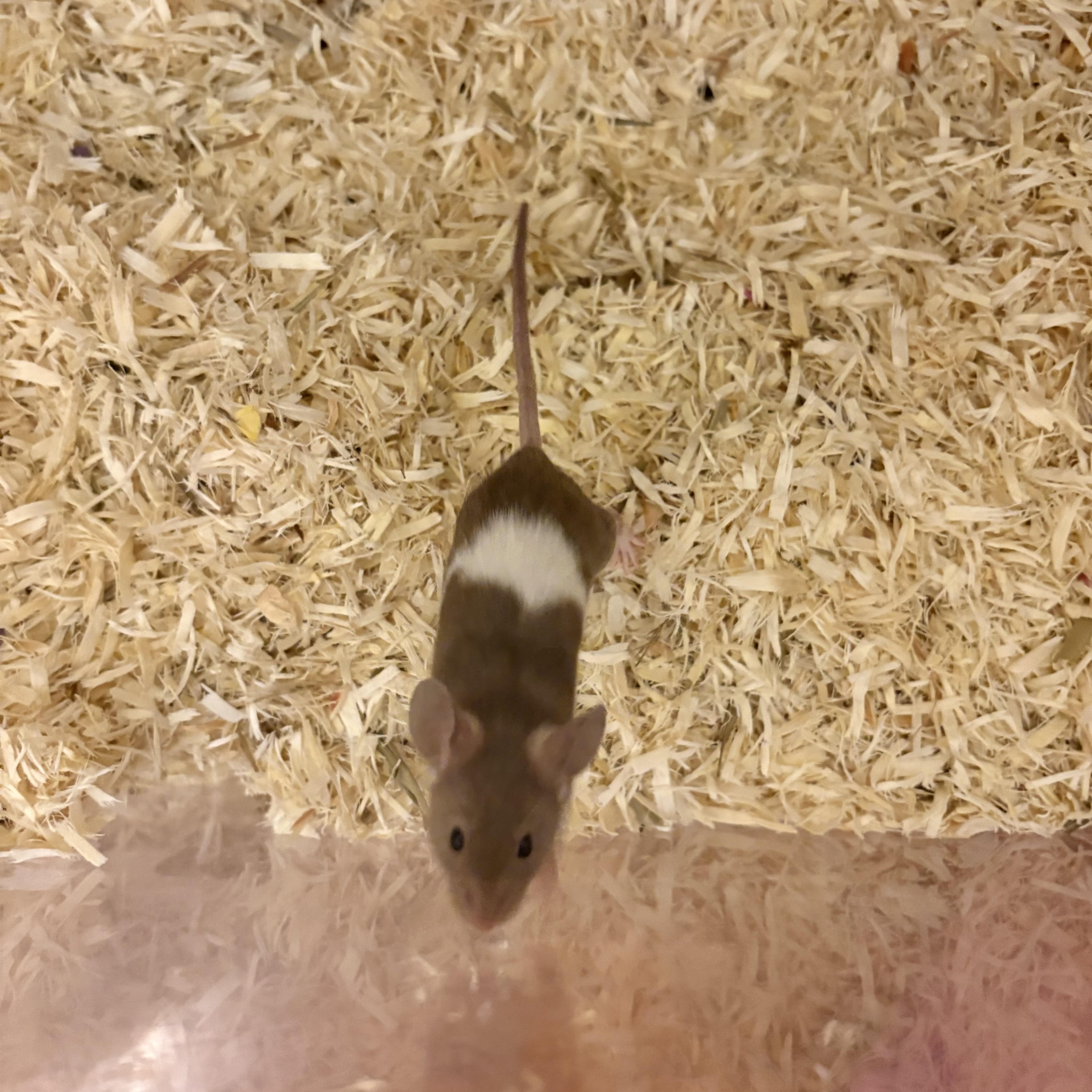 Toffee, ADOPTABLE, Adult Male Mouse.