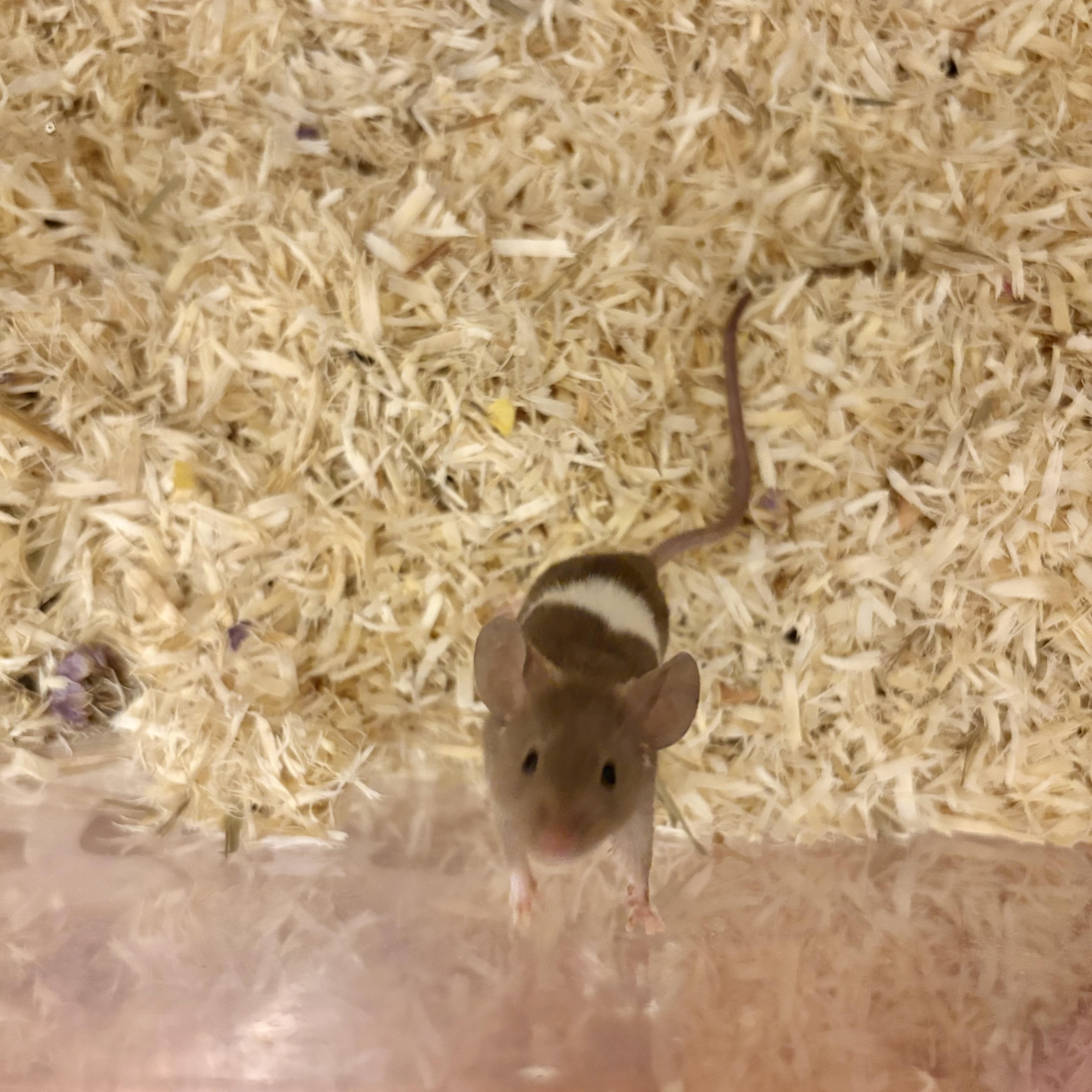 Toffee, a ADOPTABLE Mouse in Davis, CA image 2/2