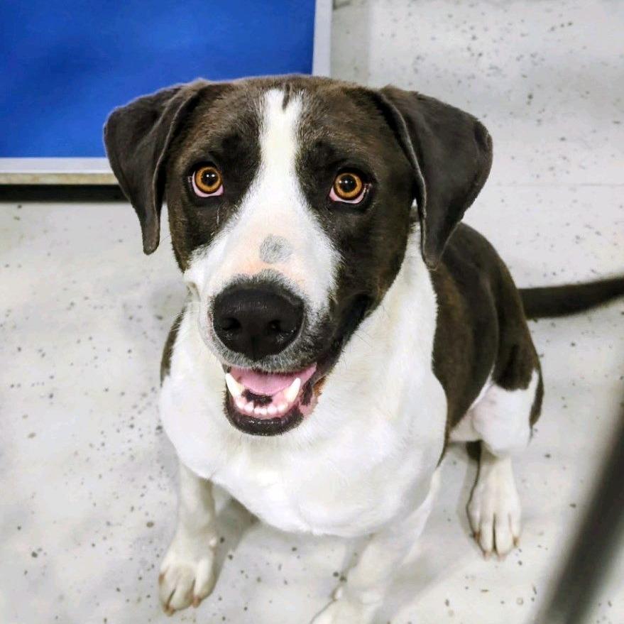 Enlarge SIR ANTHONY, a Adoptable Mixed Breed in Bendena, KS image 1/1