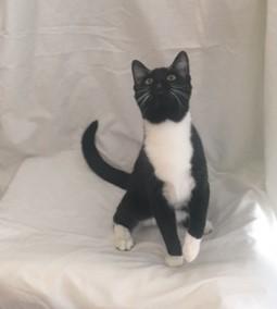 Enlarge Luke, a Adoptable Tuxedo in Henderson, KY image 1/2