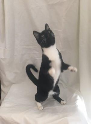 Enlarge Luke, a Adoptable Tuxedo in Henderson, KY image 2/2