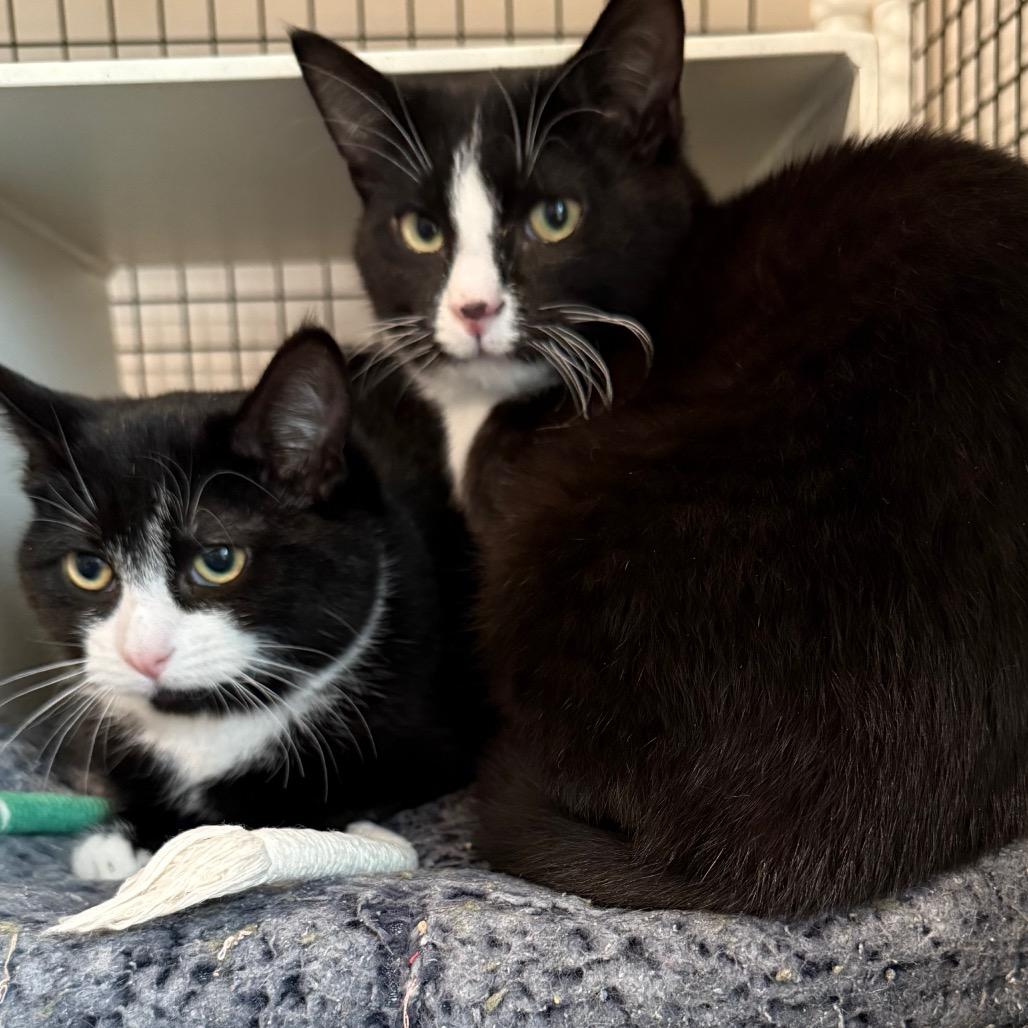 Enlarge Freckles, a Adoptable Domestic Short Hair in Cedaredge, CO image 1/5