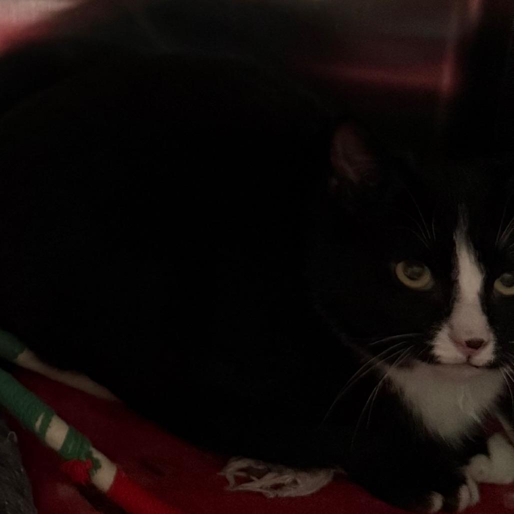 Enlarge Freckles, a Adoptable Domestic Short Hair in Cedaredge, CO image 2/5