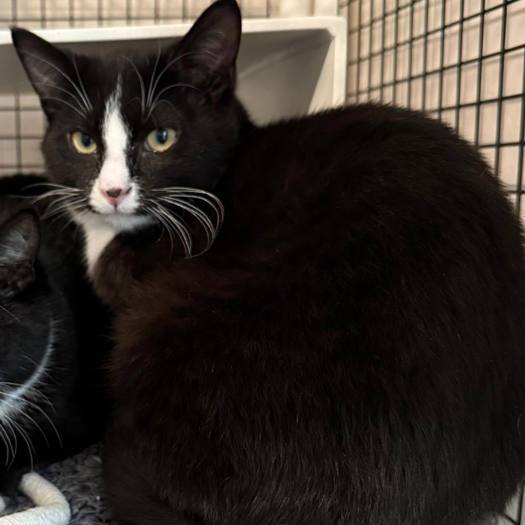 Enlarge Freckles, a Adoptable Domestic Short Hair in Cedaredge, CO image 3/5