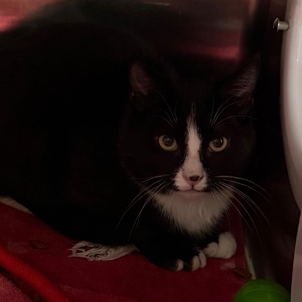 Enlarge Freckles, a Adoptable Domestic Short Hair in Cedaredge, CO image 4/5