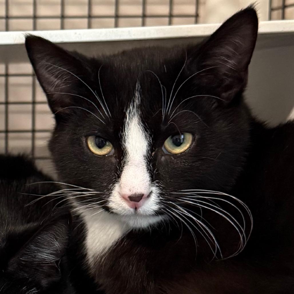 Enlarge Freckles, a Adoptable Domestic Short Hair in Cedaredge, CO image 5/5