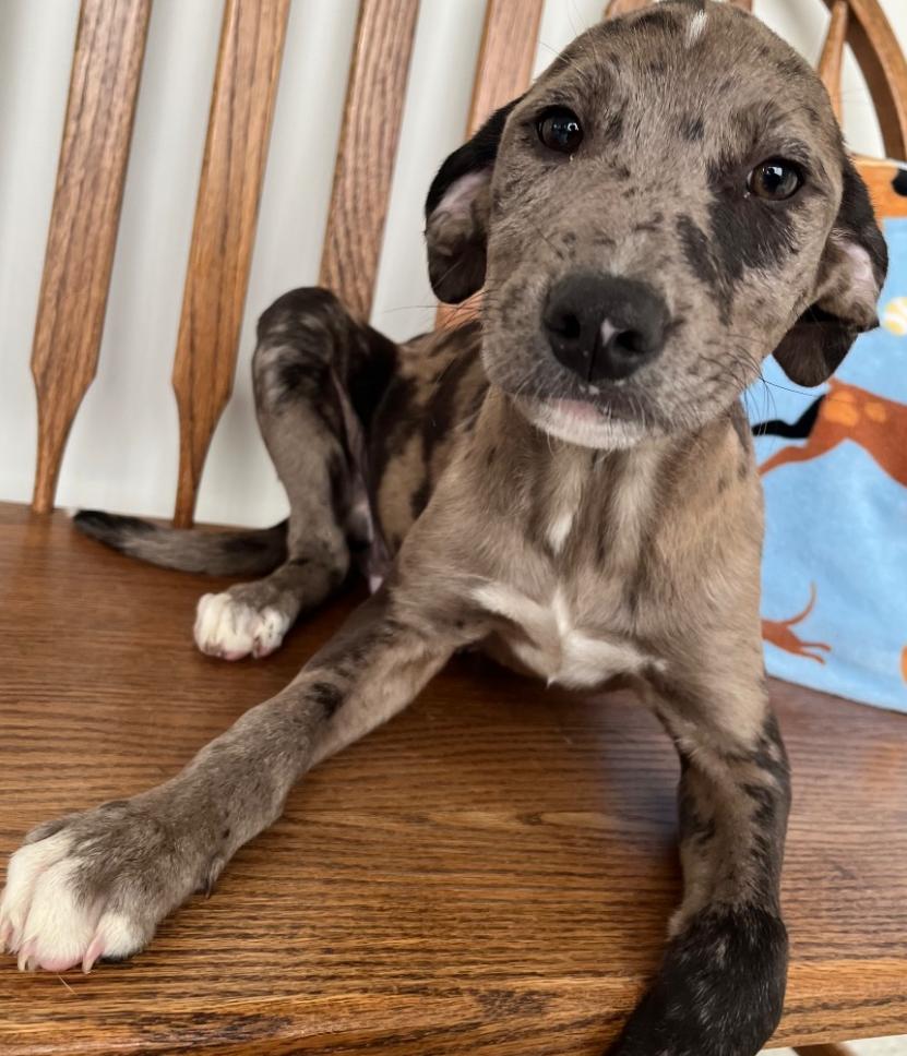 Enlarge Marcus, a ADOPTABLE Mixed Breed in Homewood, IL image 1/1