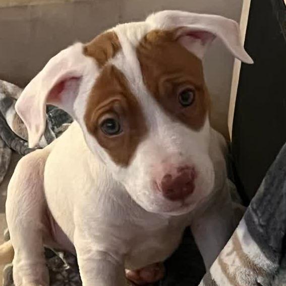 Artemis, Adoptable, Puppy Male Mixed Breed.