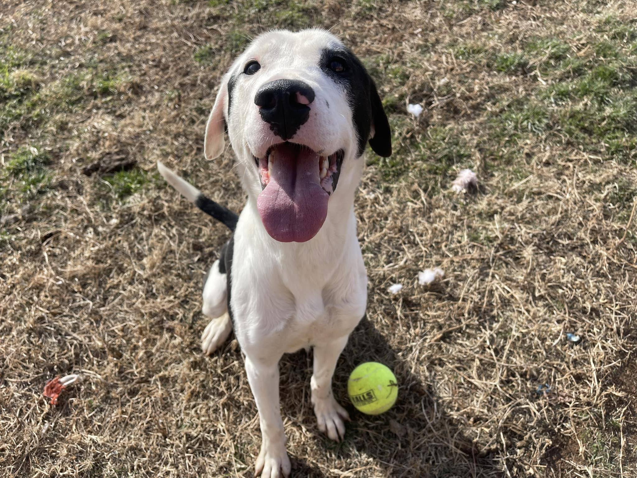 Kruse, Adopted, Adult Male Mixed Breed.