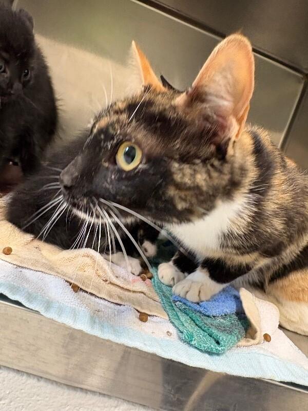 Enlarge McFlurry, a Adoptable Domestic Short Hair in Providence Forge, VA image 1/1