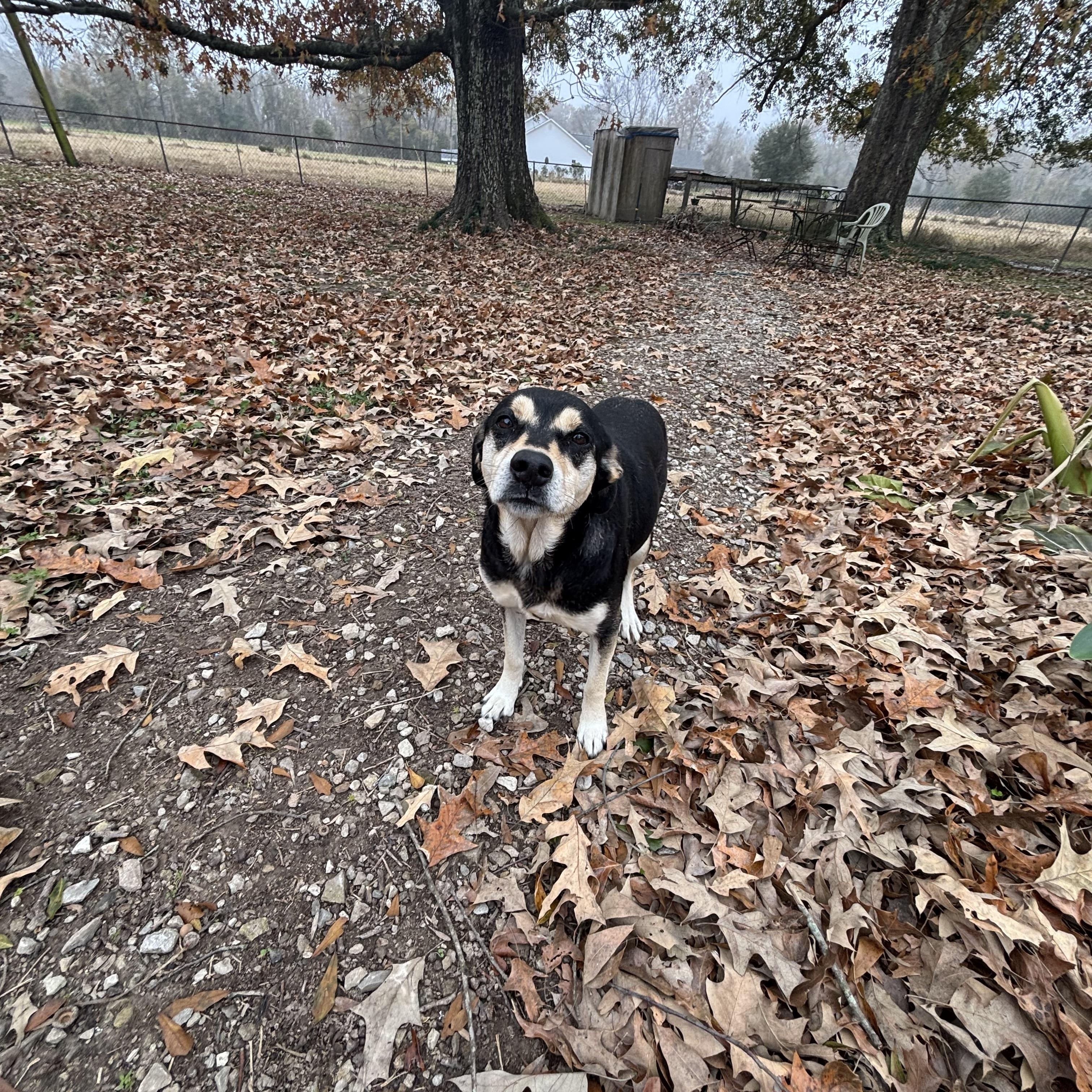 Pepper Potts, ADOPTABLE, Adult Female Beagle & Black Labrador Retriever.