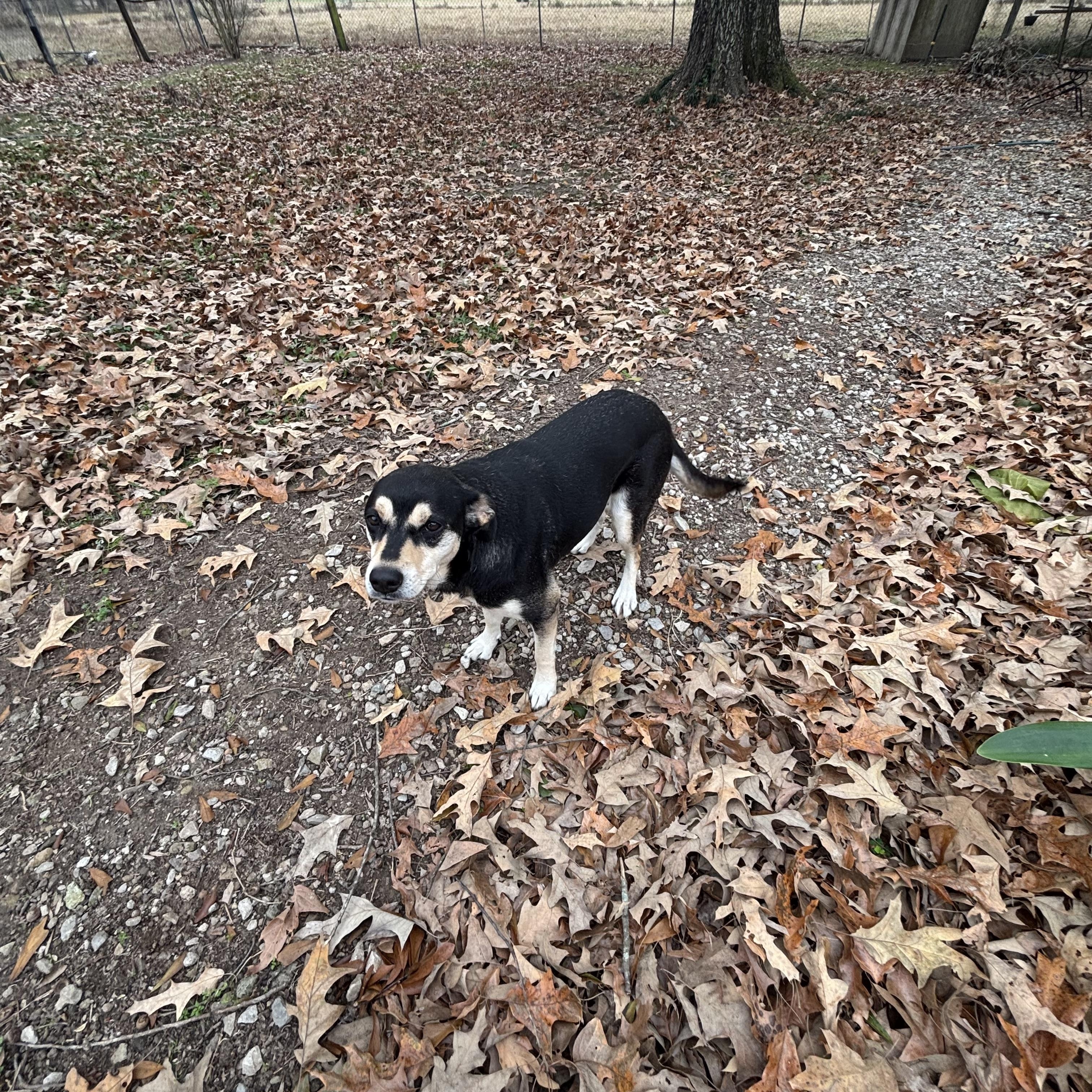Enlarge Pepper Potts, a ADOPTABLE mixed breed in Bunkie, LA image 2/4