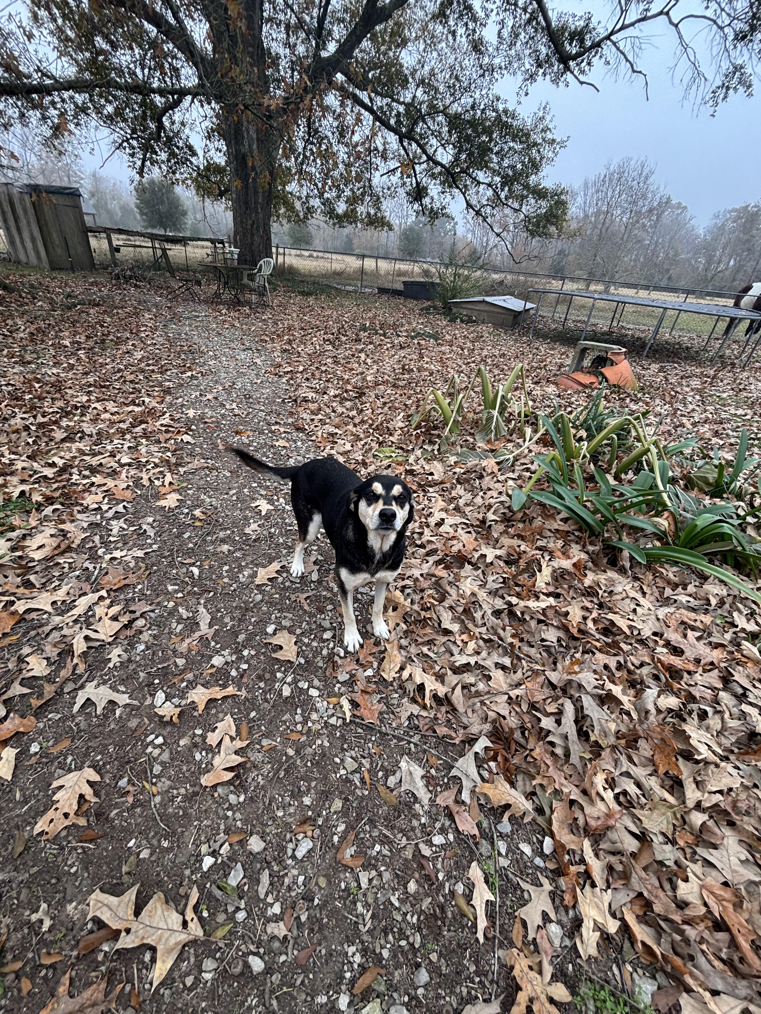 Enlarge Pepper Potts, a ADOPTABLE mixed breed in Bunkie, LA image 3/4