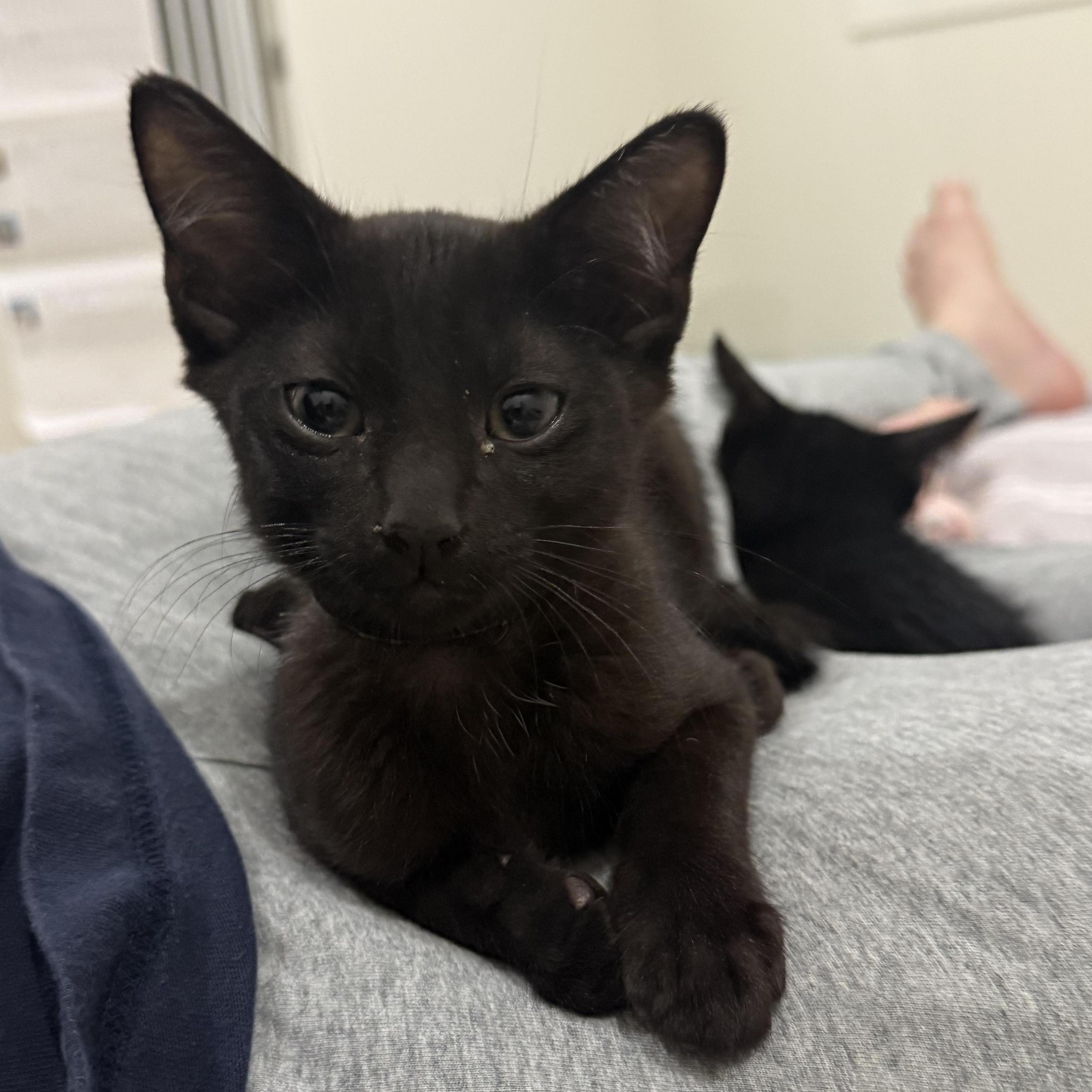 Thor the Great & Ash-tastic, an adopted Domestic Short Hair in Stow, MA image 2/6