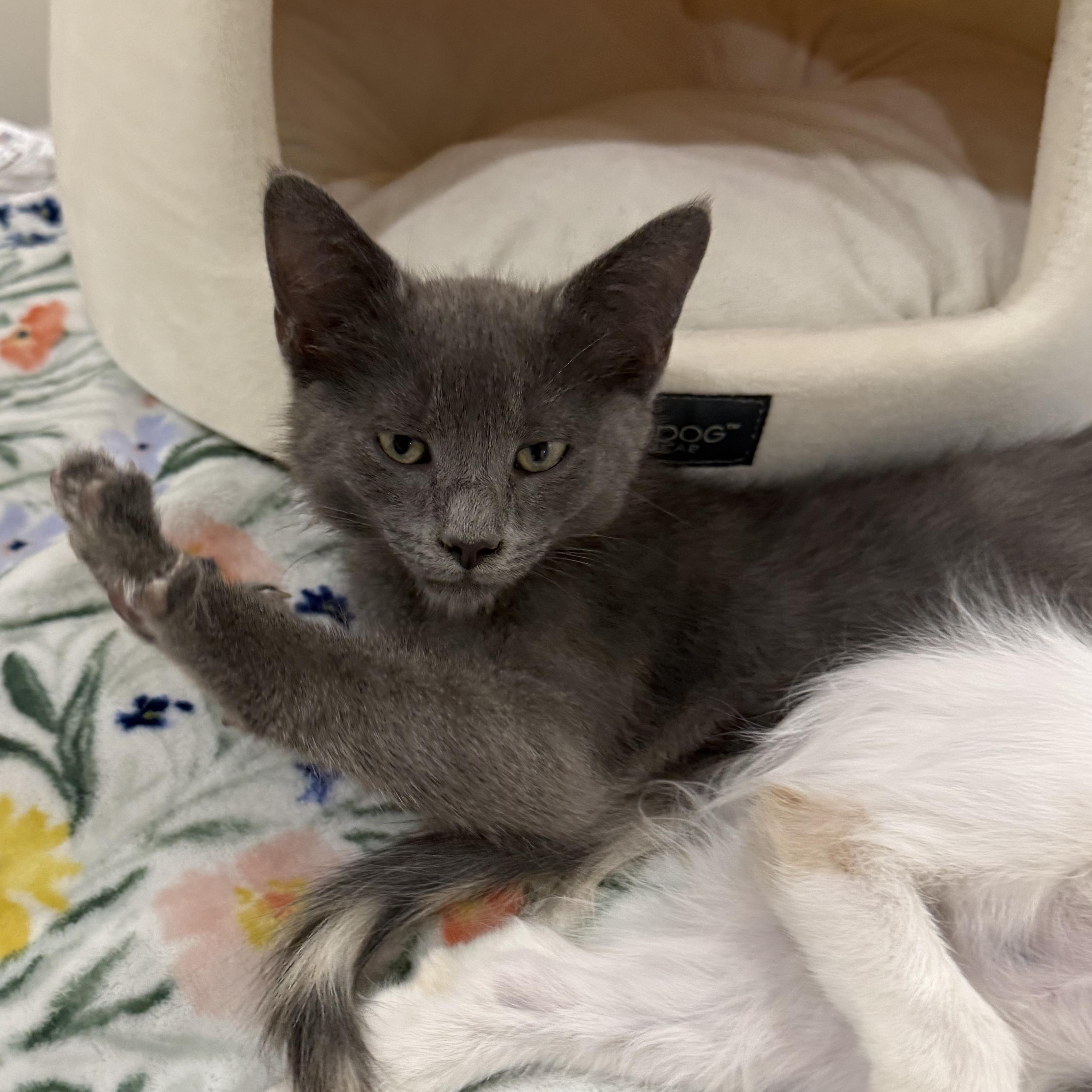 Thor the Great & Ash-tastic, an adopted Domestic Short Hair in Stow, MA image 3/6