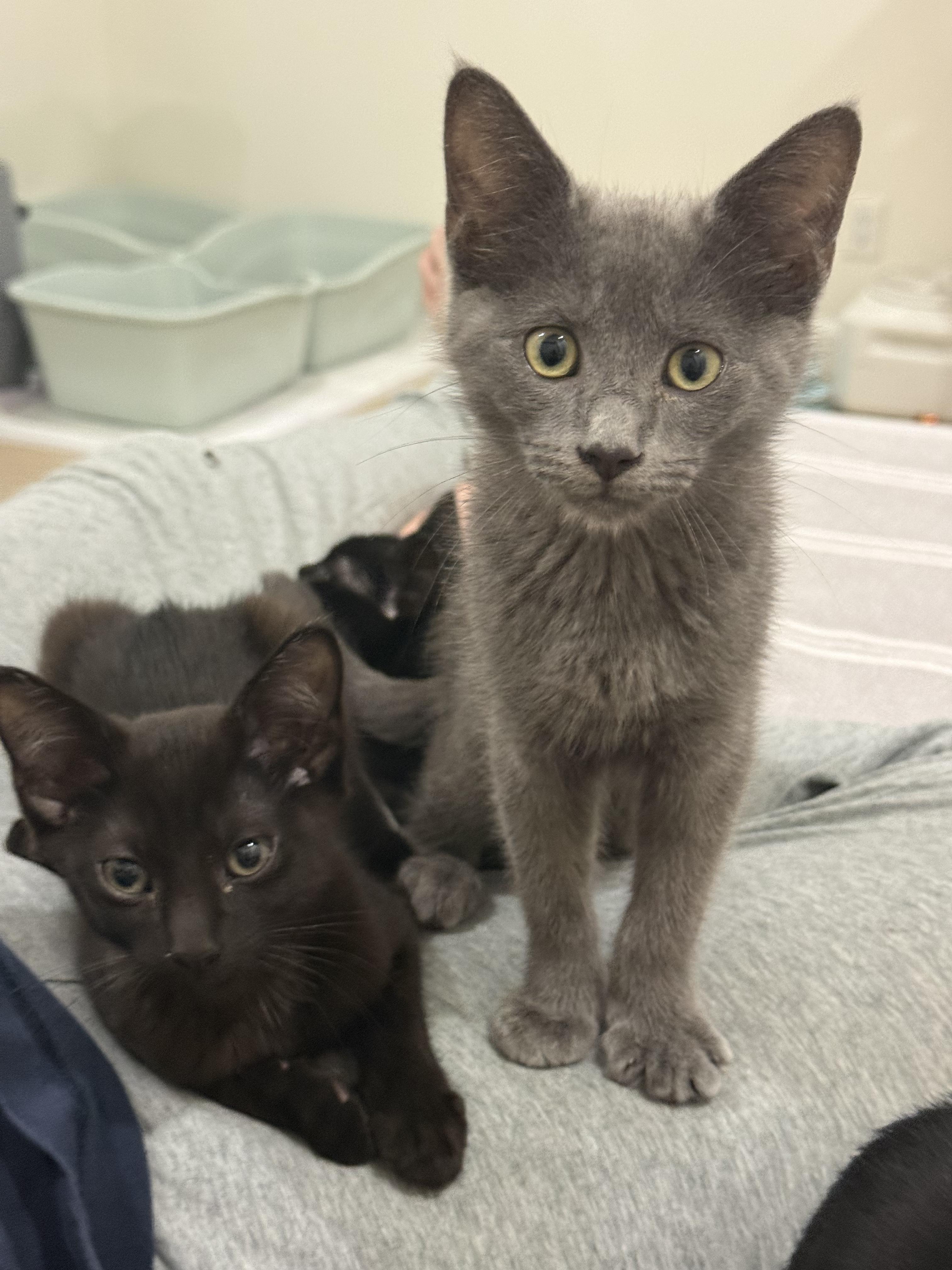 Thor the Great & Ash-tastic, an adopted Domestic Short Hair in Stow, MA image 1/6