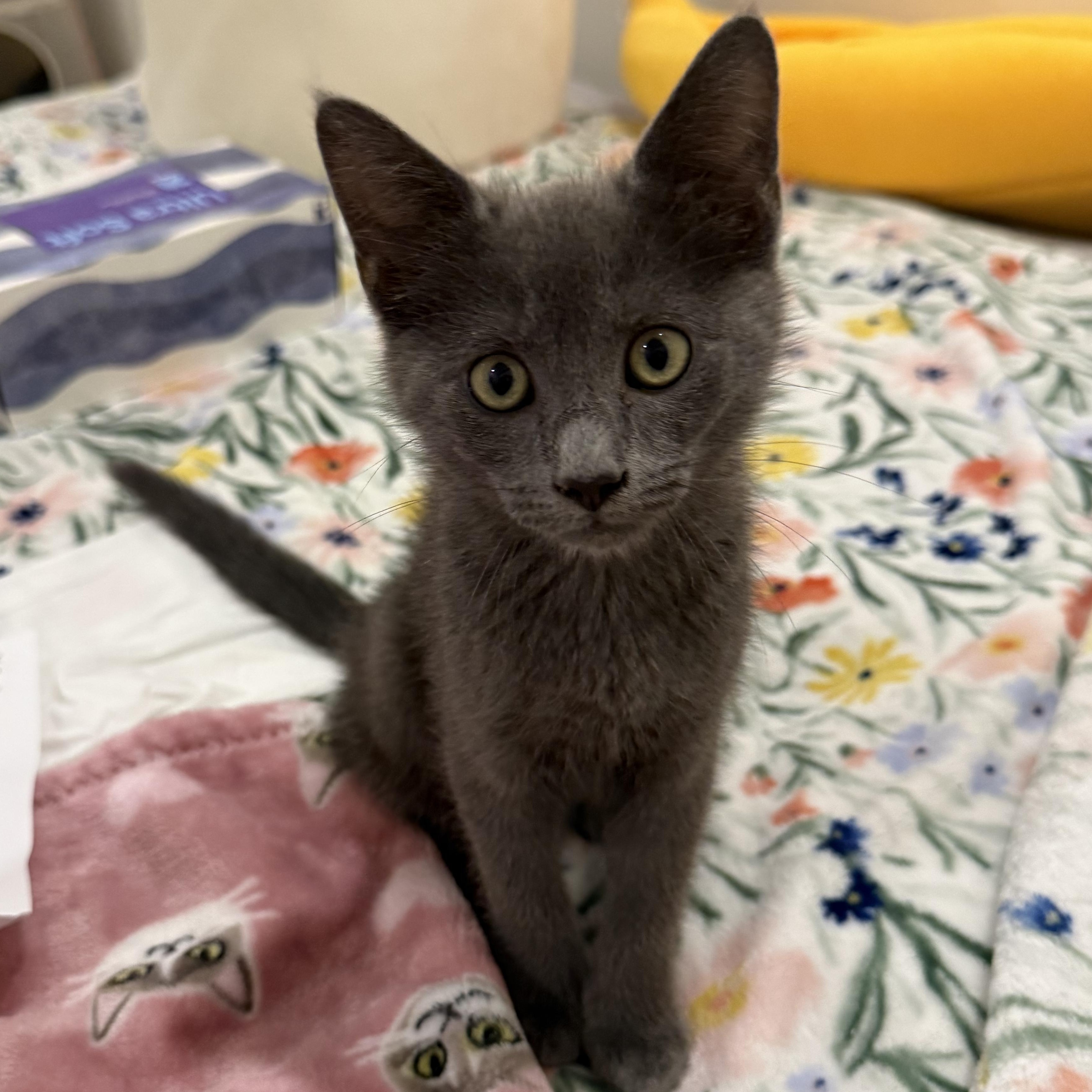 Thor the Great & Ash-tastic, an adopted Domestic Short Hair in Stow, MA image 5/6