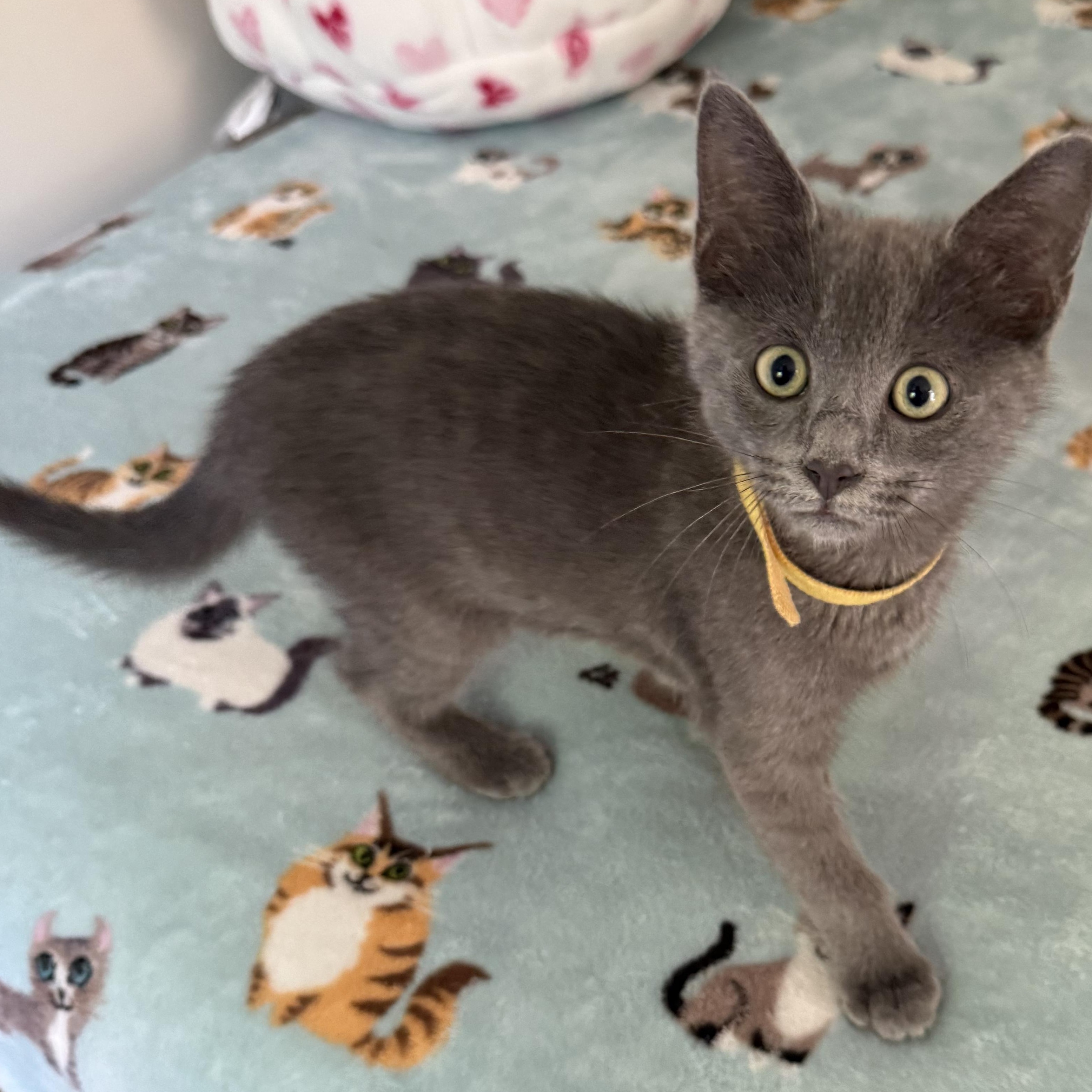 Thor the Great & Ash-tastic, an adopted Domestic Short Hair in Stow, MA image 4/6