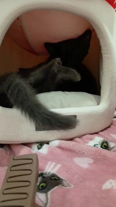 Enlarge Thor the Great & Ash-tastic, an adopted Domestic Short Hair in Stow, MA video 6/6