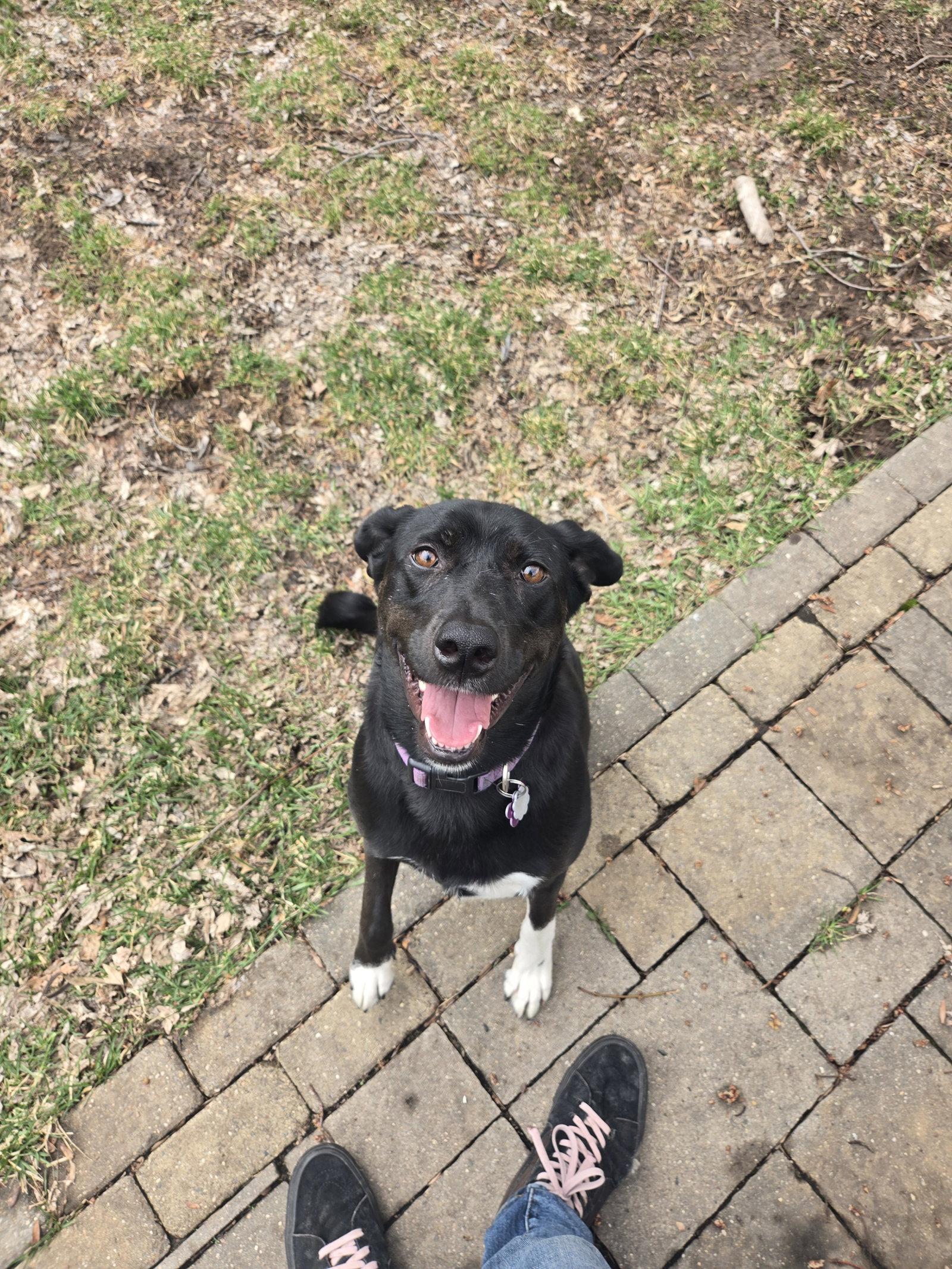 Gator, Adopted, Young Female Catahoula Leopard Dog & Labrador Retriever.