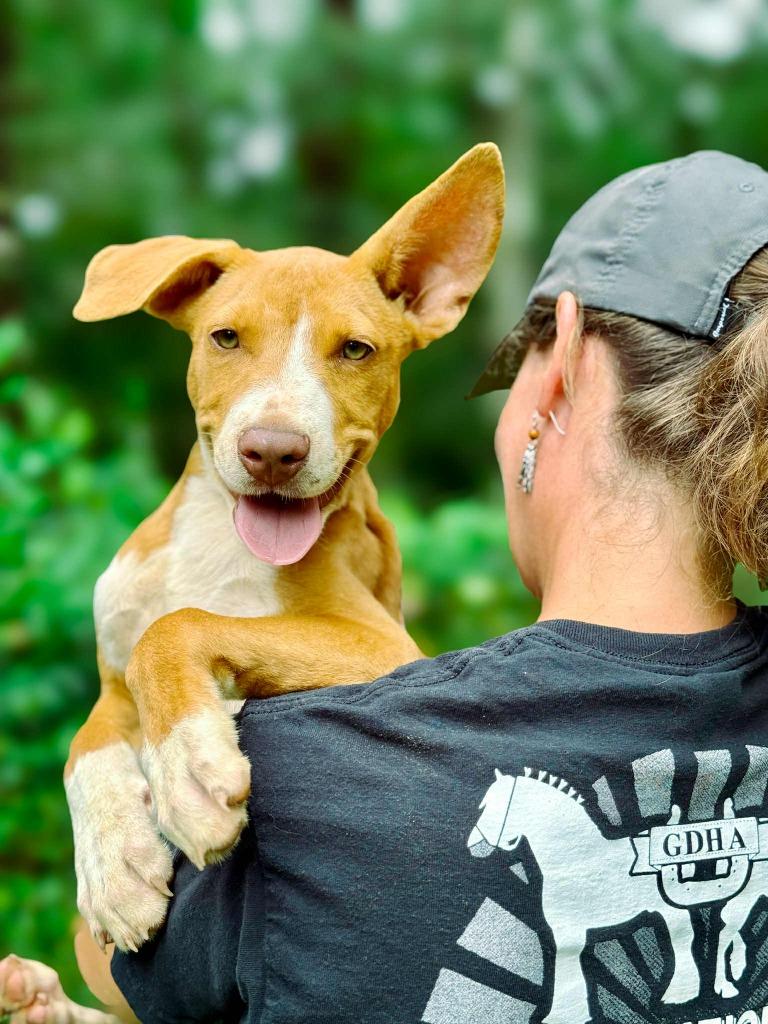 David, Adoptable, Young Male Pit Bull Terrier & Mixed Breed.