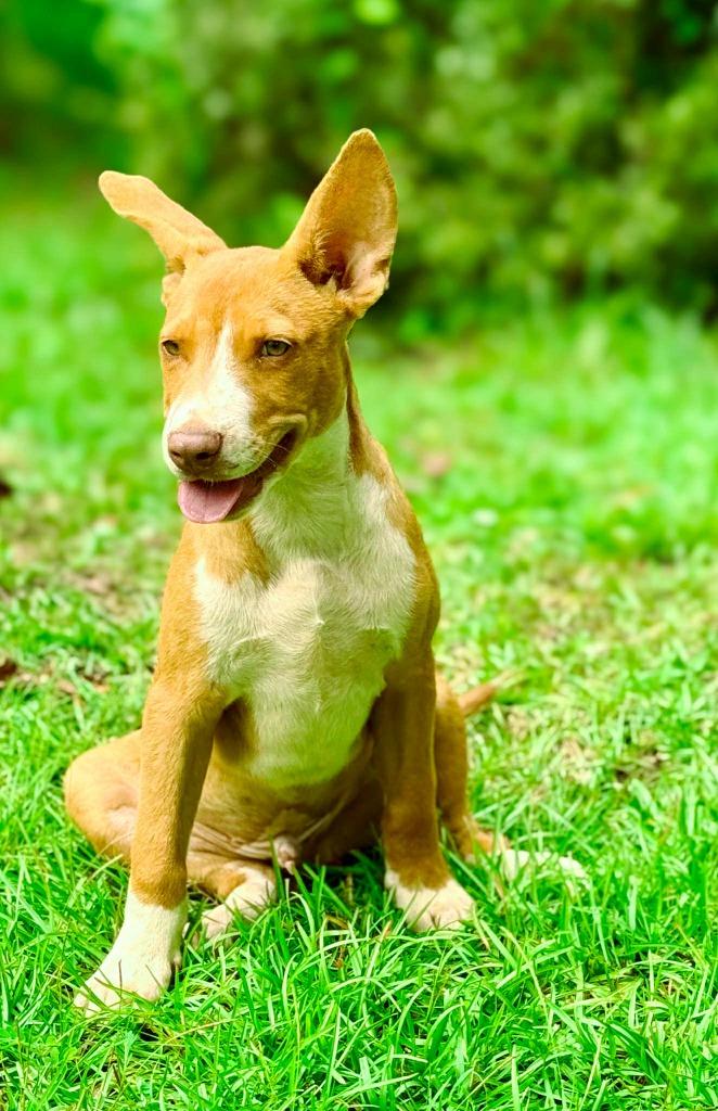 David, a Adoptable mixed breed in Macon, GA image 2/6